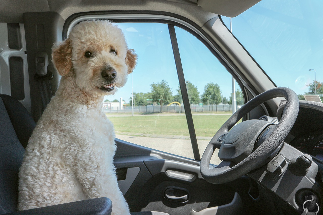 Poletna vožnja z avtom naj bo varna in udobna tudi za pse